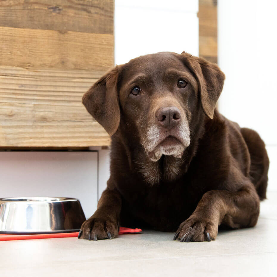 Feeding store elderly dogs